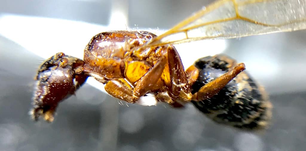 Ejemplar de la hormiga carpintera Camponotus floridanus.