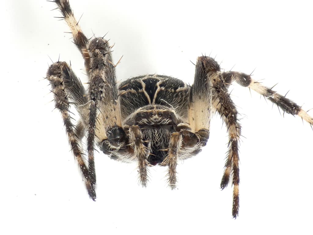Ejemplar de la araña orbicular Larinioides sclopetarius.