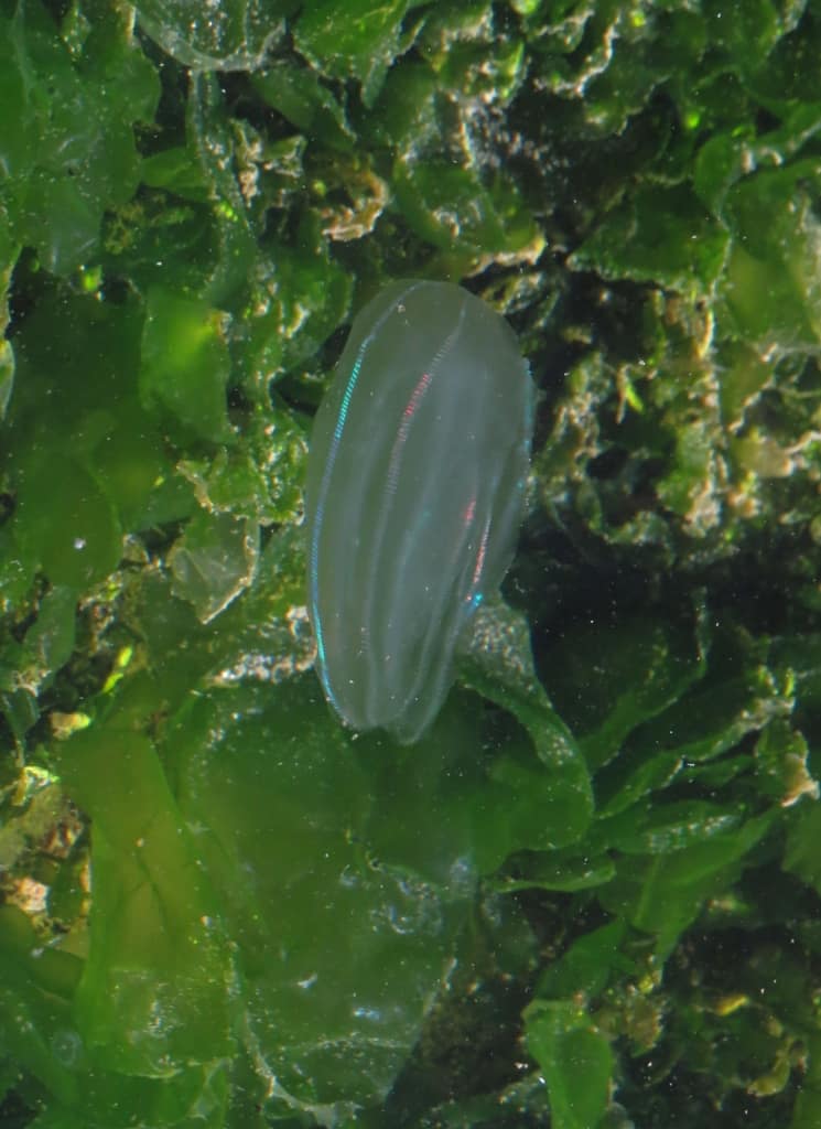 Ctenóforo transparente Mnemiopsis leidyi suspendido en el agua con reflejos iridiscentes.
