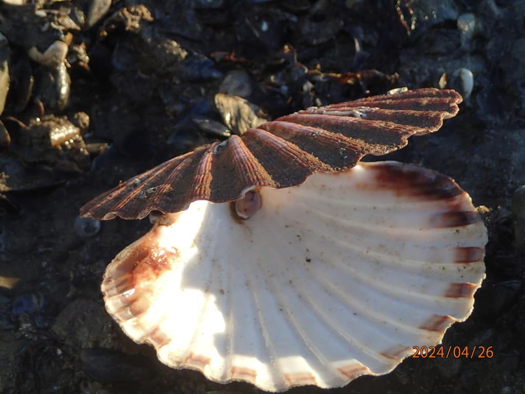 Vieira Pecten maximus abierta, con la concha y el borde del manto visibles.