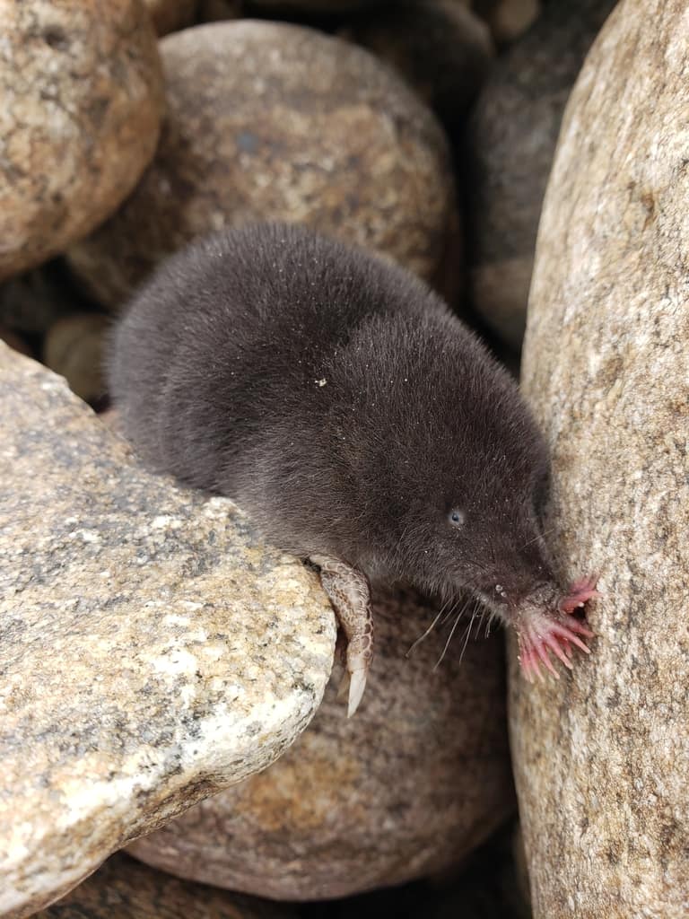 Ejemplar de un topo de nariz estrellada, Condylura cristata.