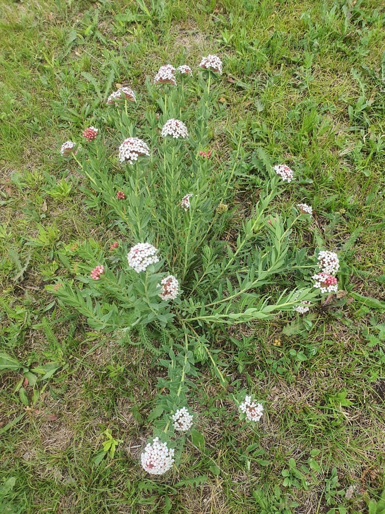 Planta Stellera chamaejasme con grupos de pequeñas flores claras creciendo en terreno abierto.
