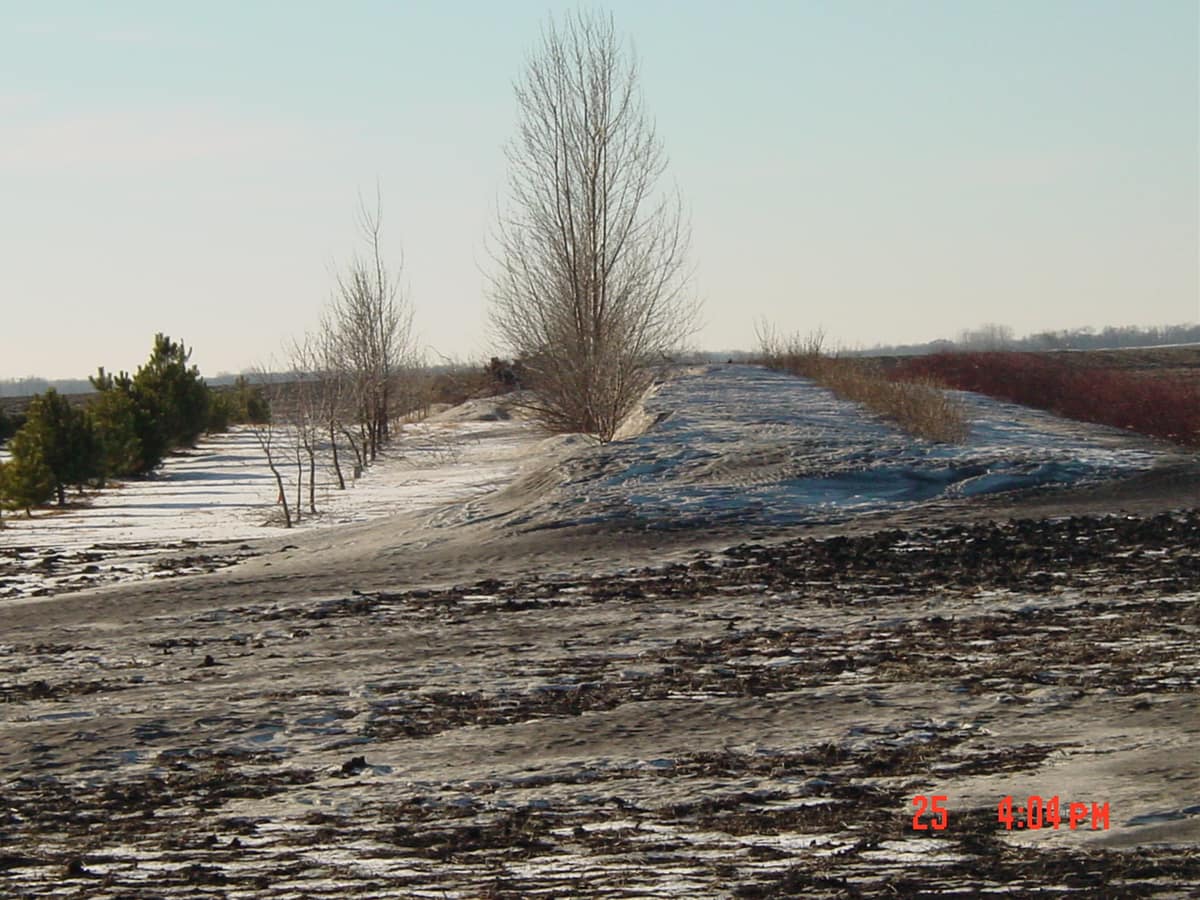 Filas de árboles y arbustos usadas como valla viva de nieve junto a una carretera de Minnesota.