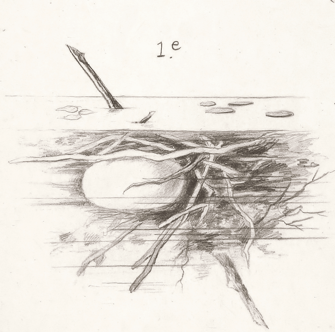 Dibujo científico de una araña de agua dentro de una campana de seda llena de aire bajo el agua.