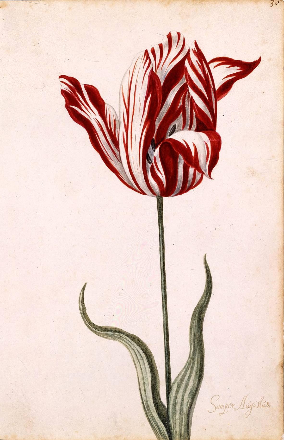 Ilustración botánica de un tulipán Semper Augustus con pétalos blancos recorridos por llamas rojas, sobre fondo claro.