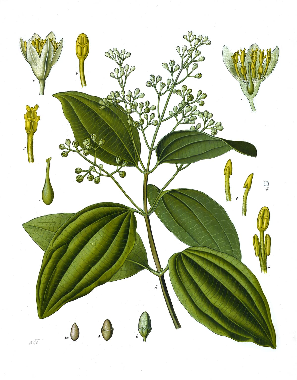 Ilustración botánica histórica con hojas, flores, frutos y corteza de la planta Cinnamomum verum.
