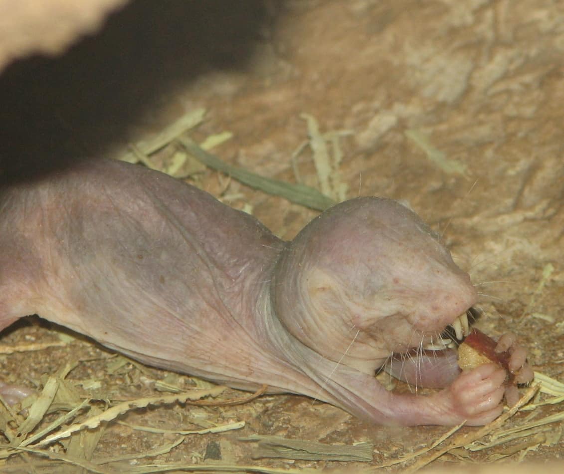 Rata topo desnuda de piel rosada comiendo en primer plano sobre un sustrato oscuro.