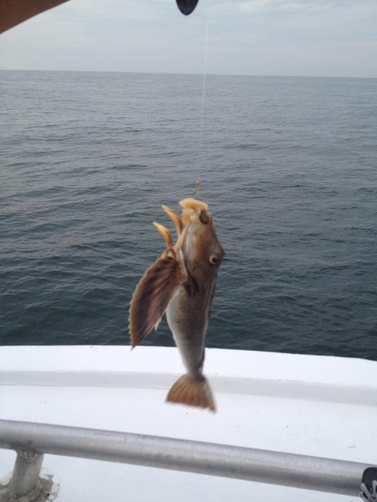 Pez gallina del norte Prionotus carolinus con grandes aletas y radios pectorales libres bajo el cuerpo.