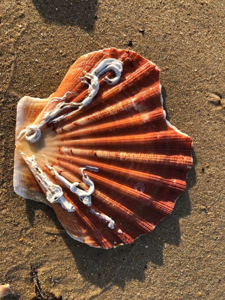 Ejemplar de una vieira Pecten maximus.