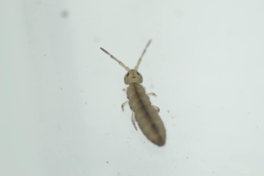Primer plano de un pequeño colémbolo semiaquático Isotomurus retardatus sobre una superficie húmeda.