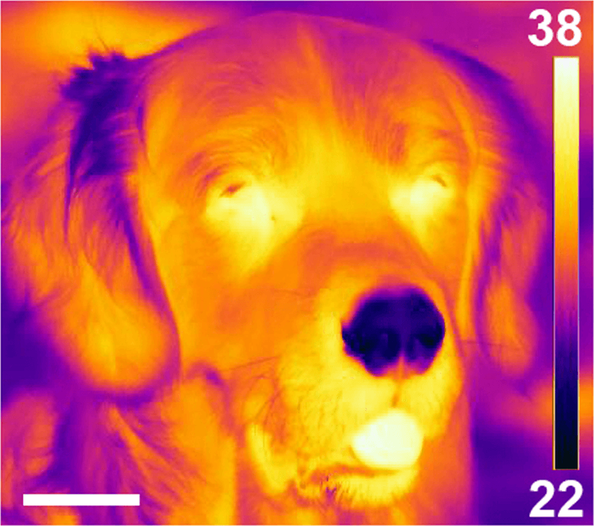 Imagen termográfica de un perro donde la nariz aparece más fría que la lengua y gran parte de la cabeza.