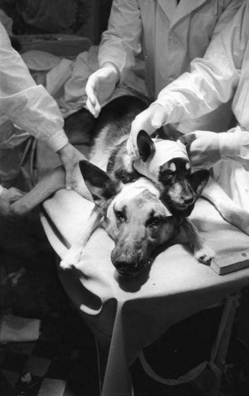 Fotografía histórica en blanco y negro del experimento de Demíjov, con los dos animales sobre una mesa y personal médico alrededor.