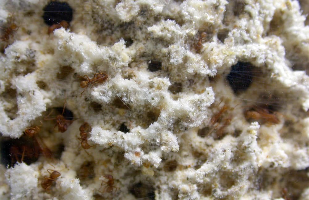 Imagen documental del asunto tratado en «Las hormigas cortadoras no comen hojas: alimentan un cultivo de hongos».