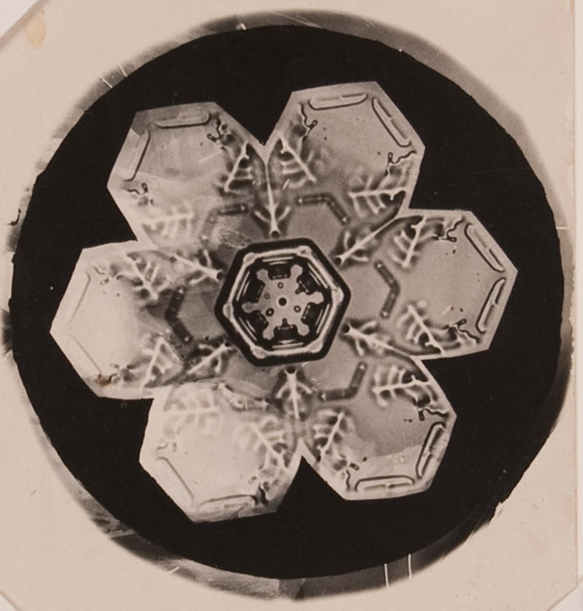 Fotomicrografía en blanco y negro de un cristal de nieve realizada por Wilson Bentley hacia 1905.