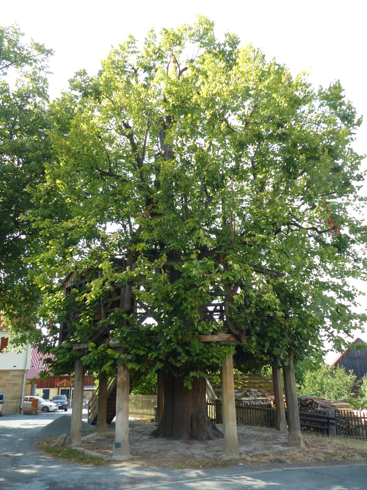 Tilo de Limmersdorf rodeado por una plataforma de madera elevada entre el follaje, con el tronco atravesando el centro de la estructura.