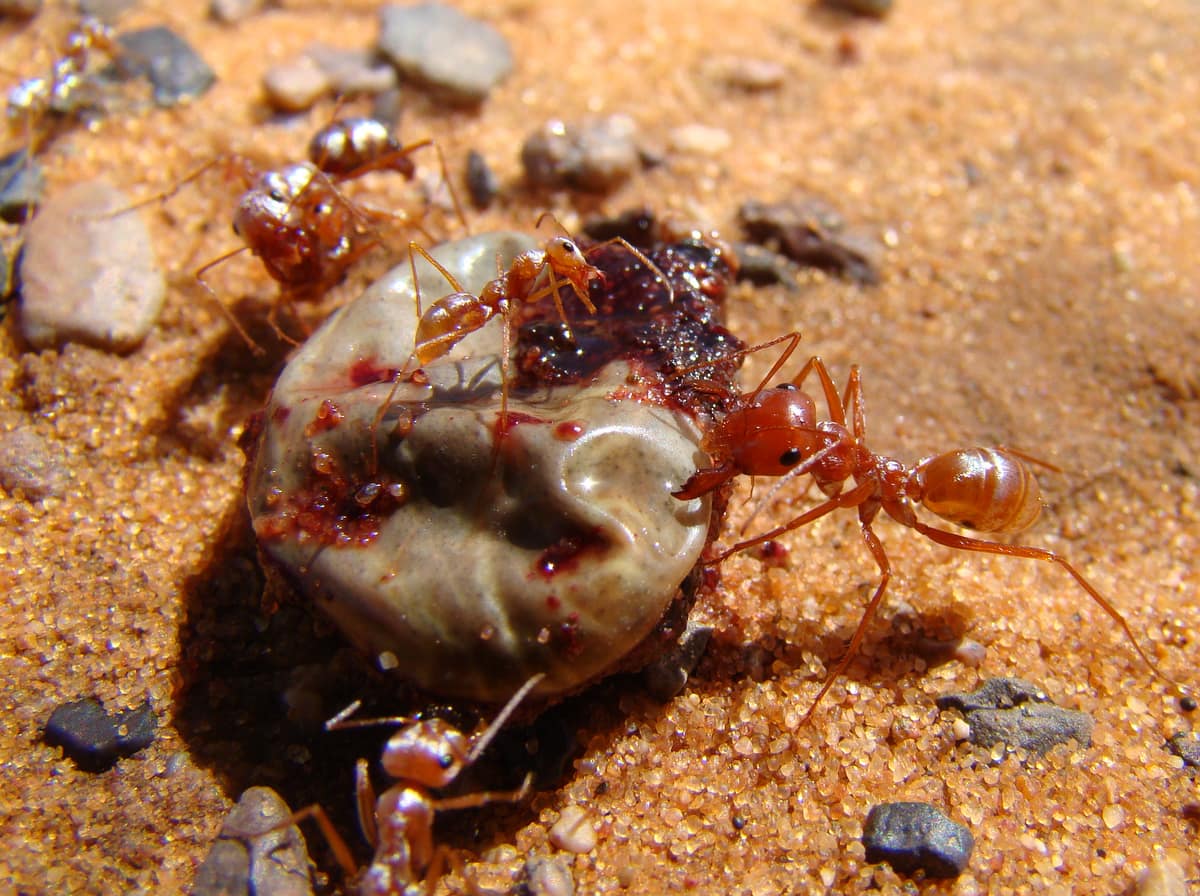 Grupo de hormigas plateadas del Sahara sobre arena, con el brillo plateado visible en el cuerpo.