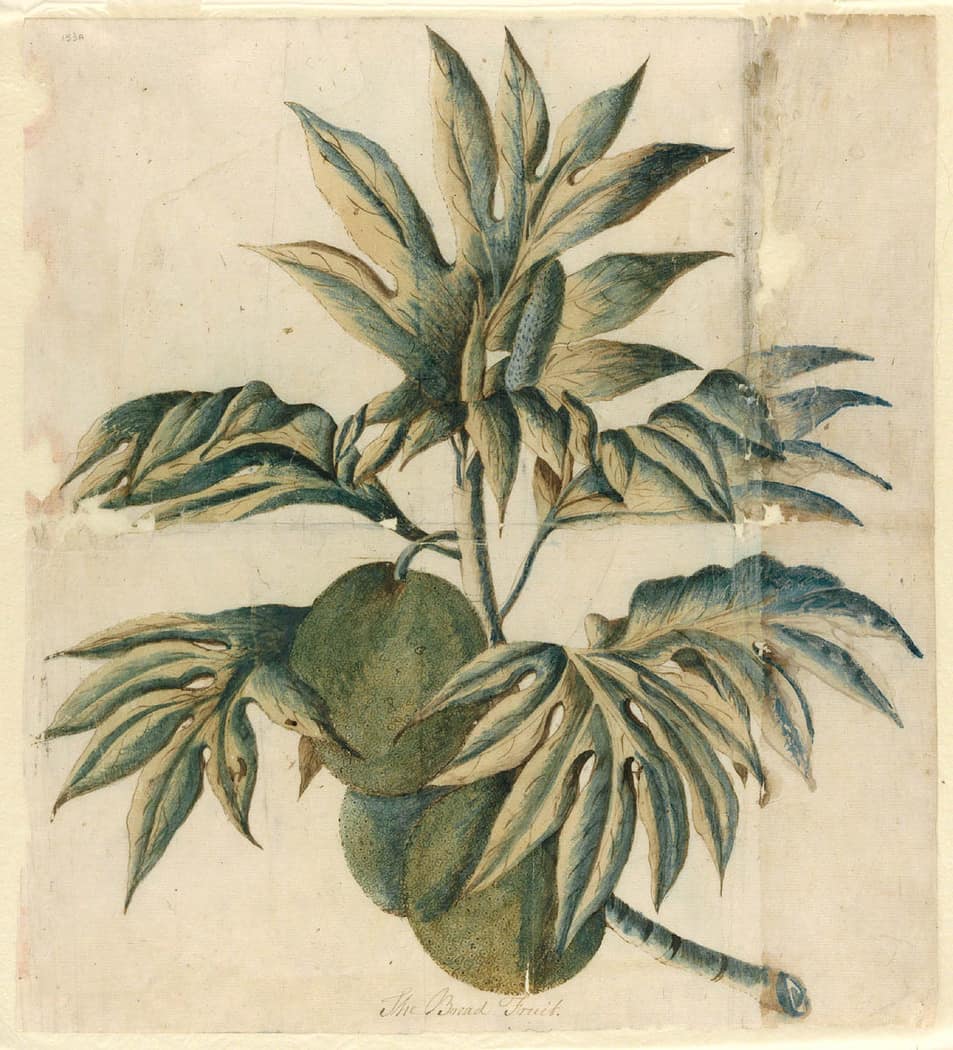 Dibujo histórico de finales del siglo XVIII que muestra ramas, hojas y frutos del árbol del pan.