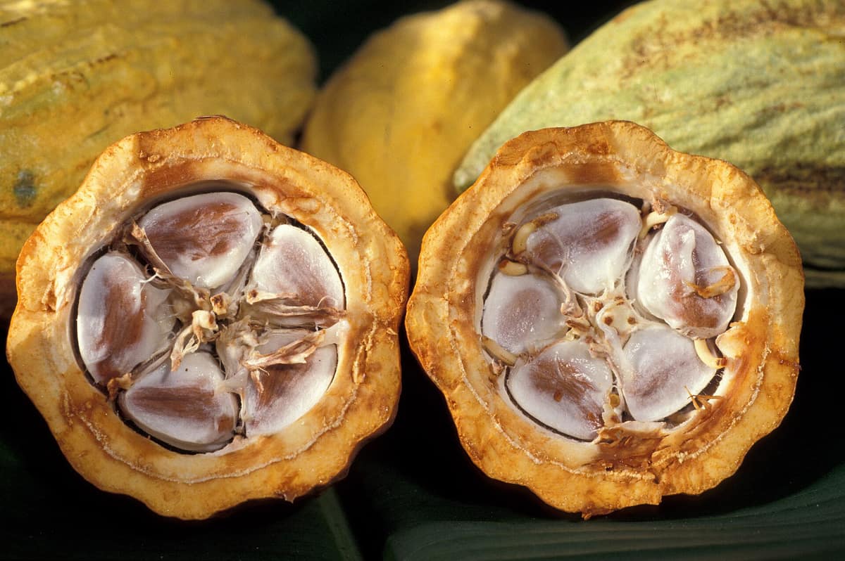 Vaina de cacao abierta con varios granos de cacao blancos y morados visibles en su interior.