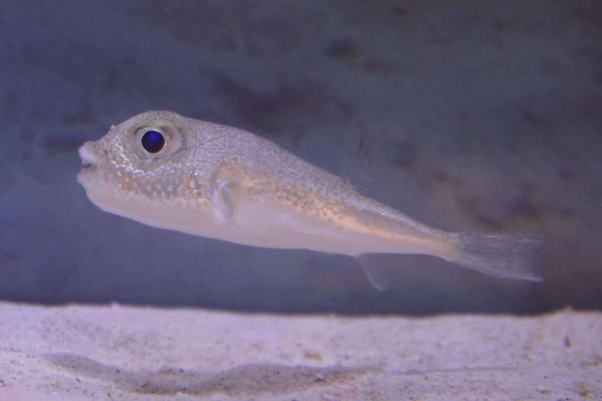 Pez globo Torquigener albomaculosus fotografiado en un acuario.