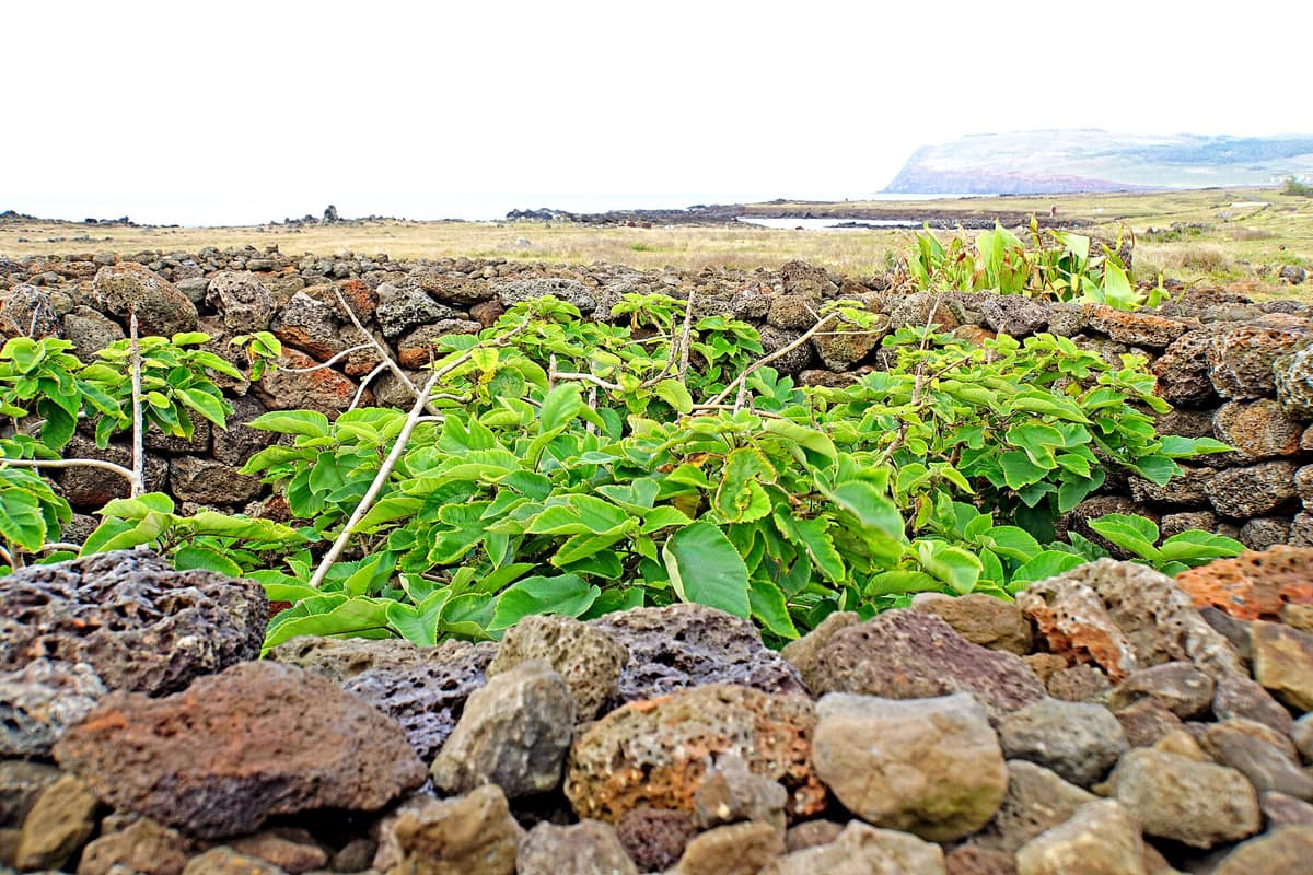 Recinto agrícola circular de piedra identificado como manavai en el paisaje de Rapa Nui.