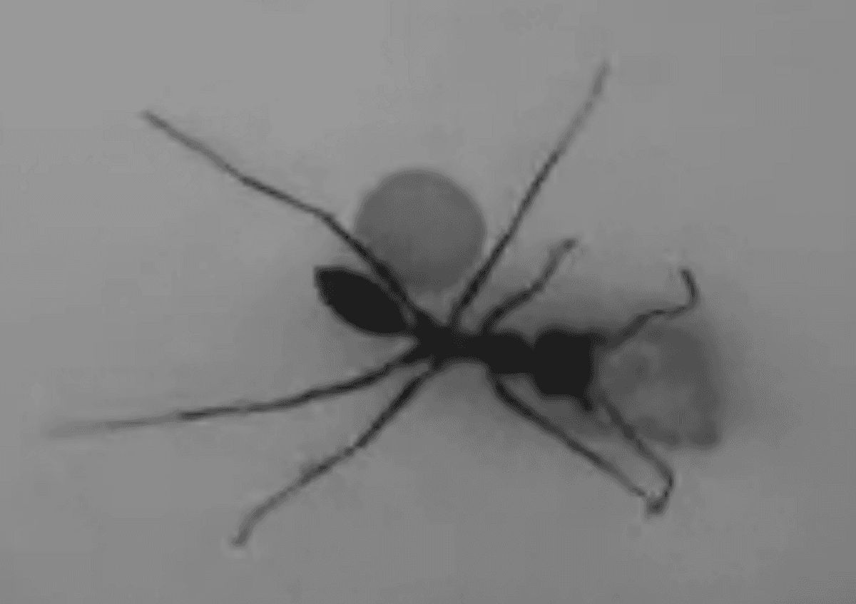 Primer plano de una hormiga del desierto de la especie Cataglyphis fortis caminando sobre arena.