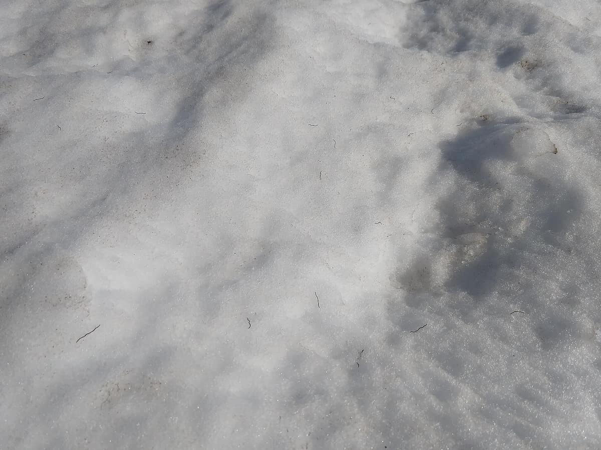 Varios gusanos de hielo oscuros sobre la superficie granular de un glaciar en el monte Rainier.