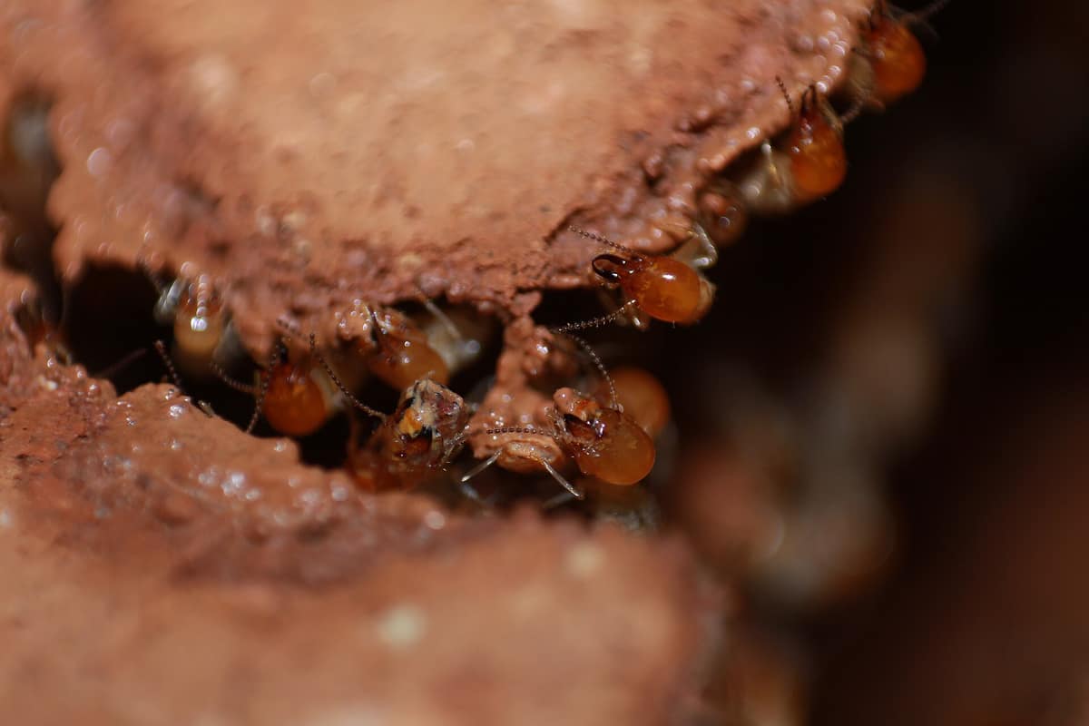 Grupo de termitas Odontotermes obesus fotografiadas de cerca sobre el material del nido.